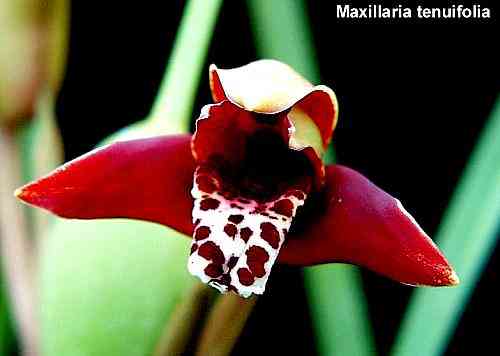 Maxillaria tenuifolia 